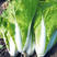 雪印春来早白快菜种子四季速生耐热耐湿基地专用一级良种