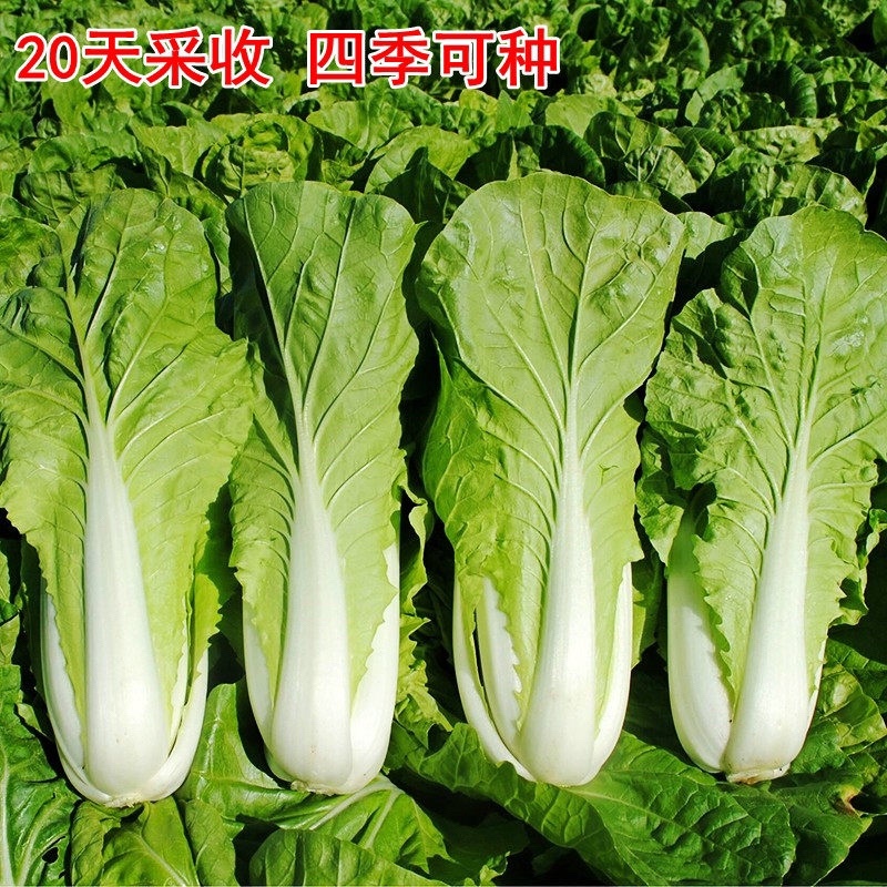 雪印春来早白快菜种子四季速生耐热耐湿基地专用一级良种