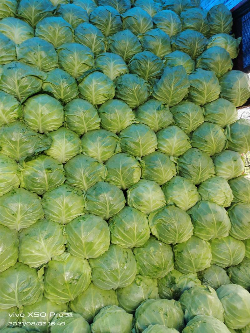 张北基地精品甘蓝大量上市