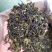 高山八仙茶汀洋八仙黄旦茶土山茶潮汕茶惠来高山茶八仙茶1斤