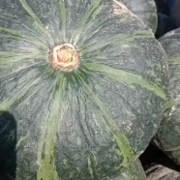 大量出售板栗南瓜