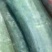 冬瓜，吊冬瓜，青吊冬瓜，伸展笔直，个大肉厚