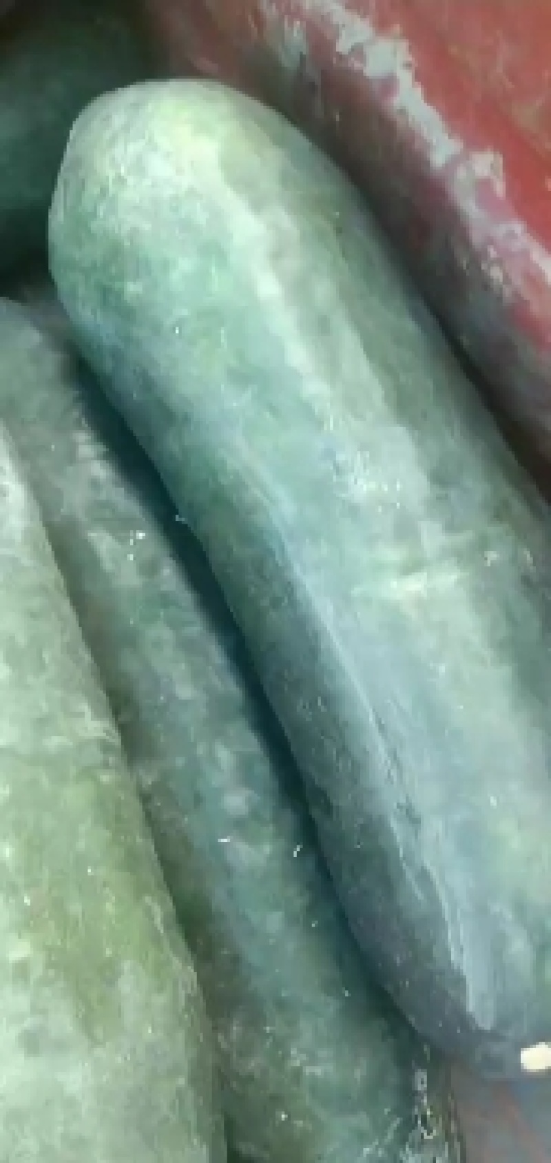 冬瓜，吊冬瓜，青吊冬瓜，伸展笔直，个大肉厚