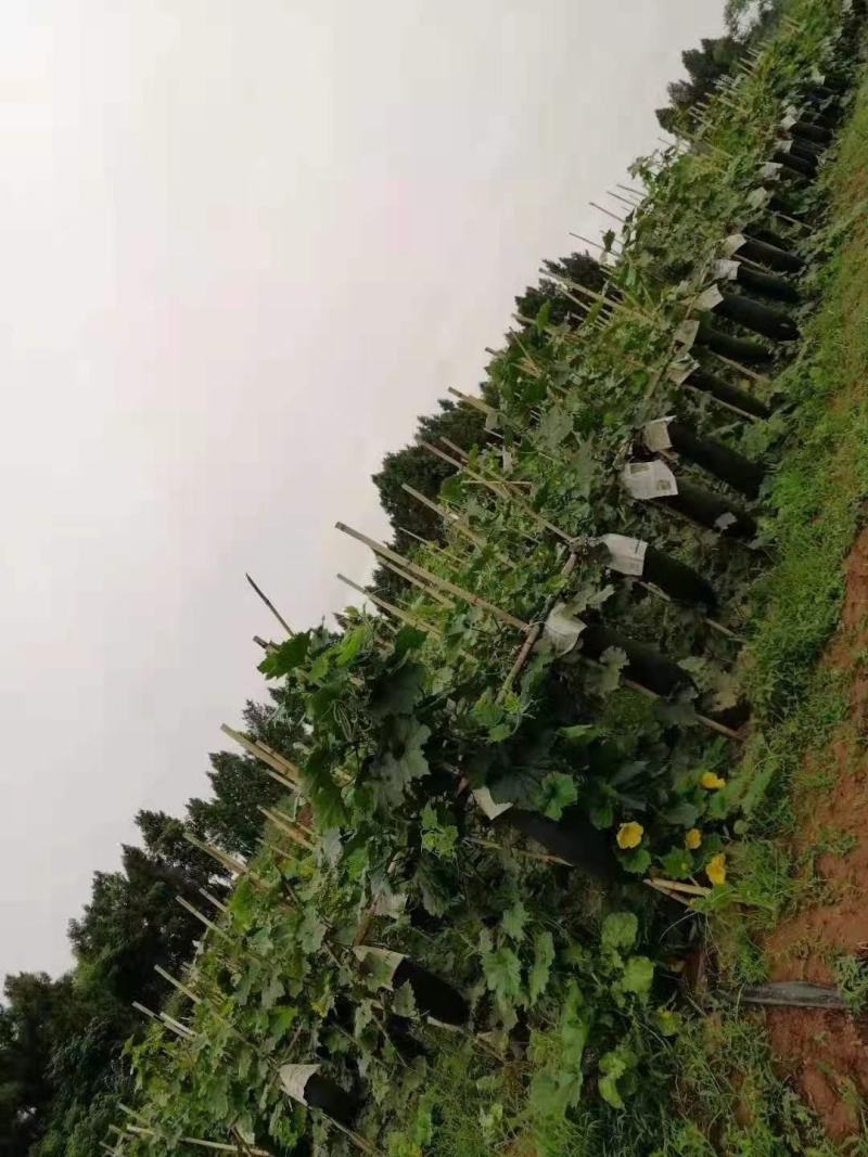 冬瓜，吊冬瓜，青吊冬瓜，伸展笔直，个大肉厚