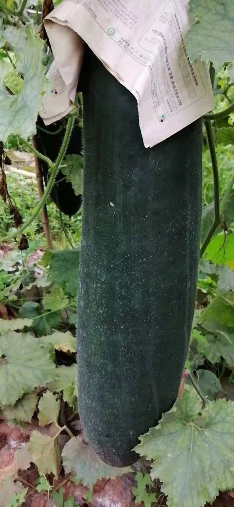 冬瓜，吊冬瓜，青吊冬瓜，伸展笔直，个大肉厚