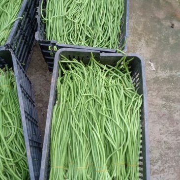 豇豆，泡豇豆，咸菜豇豆