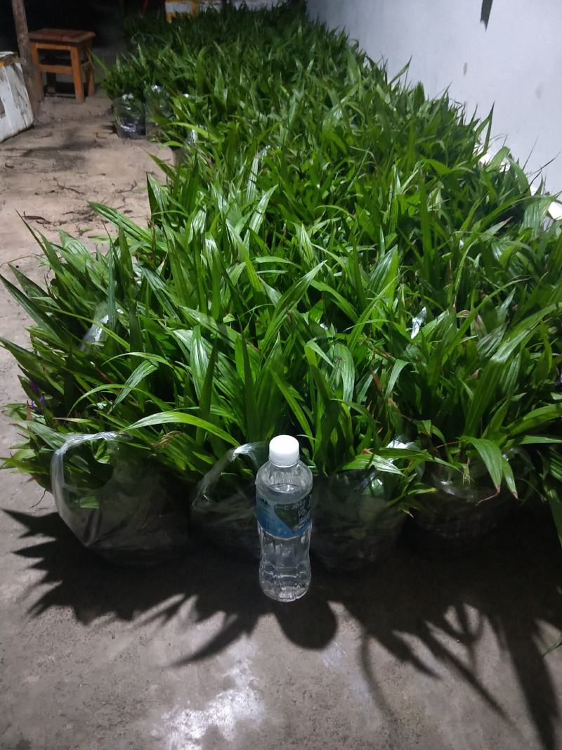 紫花三叉白芨苗欢迎选购量大优惠，对接全国市场成活率高