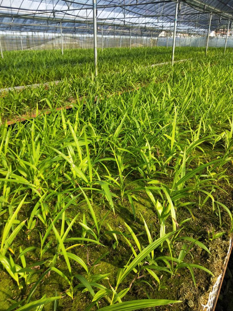 紫花三叉白芨苗欢迎选购量大优惠，对接全国市场成活率高