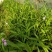 紫花三叉白芨苗欢迎选购量大优惠，对接全国市场成活率高