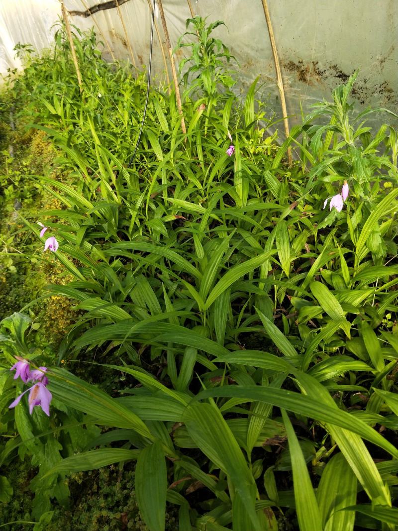紫花三叉白芨苗欢迎选购量大优惠，对接全国市场成活率高