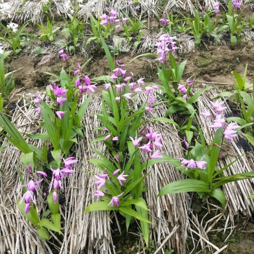 紫花三叉白芨苗欢迎选购量大优惠，对接全国市场成活率高