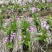 紫花三叉白芨苗欢迎选购量大优惠，对接全国市场成活率高