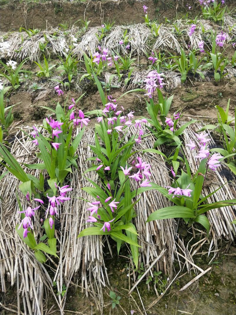 紫花三叉白芨苗欢迎选购量大优惠，对接全国市场成活率高