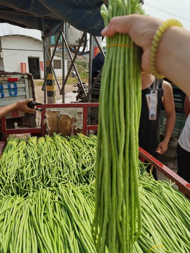 河南精品长豆角，产地大量供应，质量好价格优惠，欢迎选购
