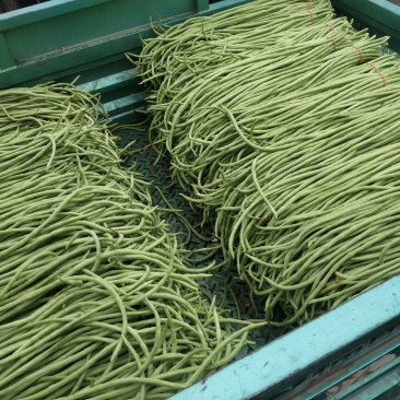 河南精品长豆角，产地大量供应，质量好价格优惠，欢迎选购