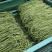河南精品长豆角，产地大量供应，质量好价格优惠，欢迎选购
