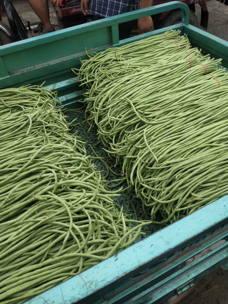 河南精品长豆角，产地大量供应，质量好价格优惠，欢迎选购