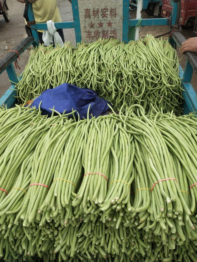河南精品长豆角，产地大量供应，质量好价格优惠，欢迎选购