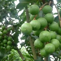 云南西双版纳高海拔种植澳洲坚果开始大量上市