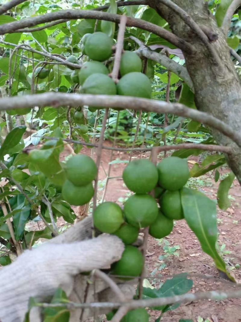 云南西双版纳高海拔种植澳洲坚果开始大量上市