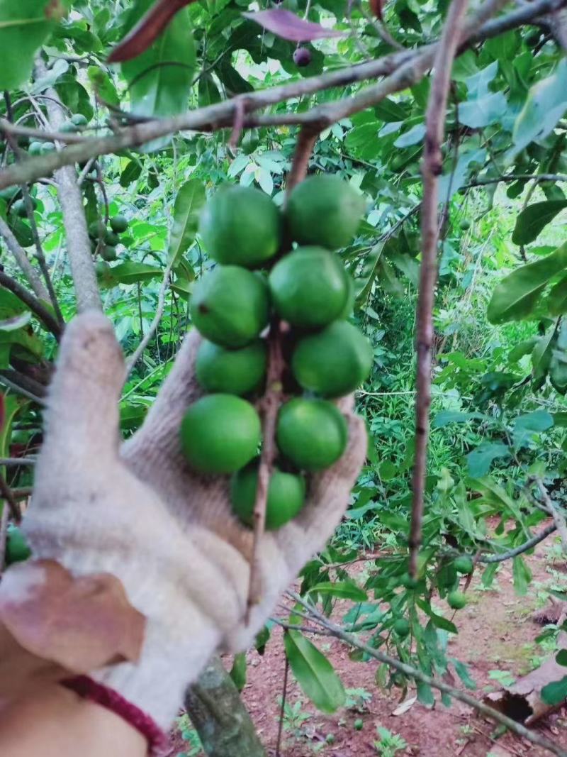 云南西双版纳高海拔种植澳洲坚果开始大量上市