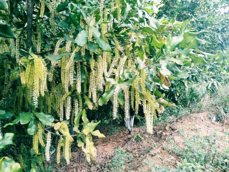 云南西双版纳高海拔种植澳洲坚果开始大量上市