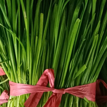 韭菜大量