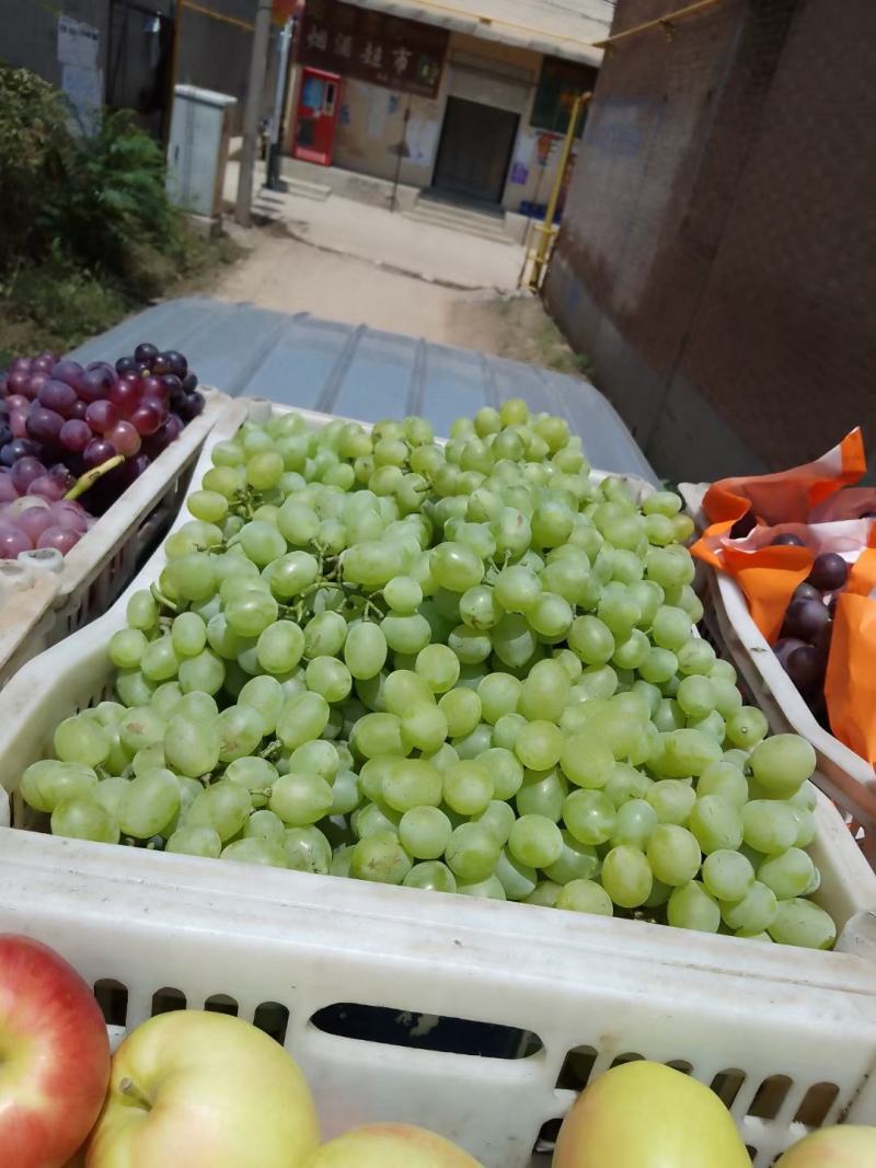 葡萄