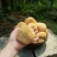 古田猴头菇养胃农家特产食用菌干货猴菇新鲜野生无硫猴头菌