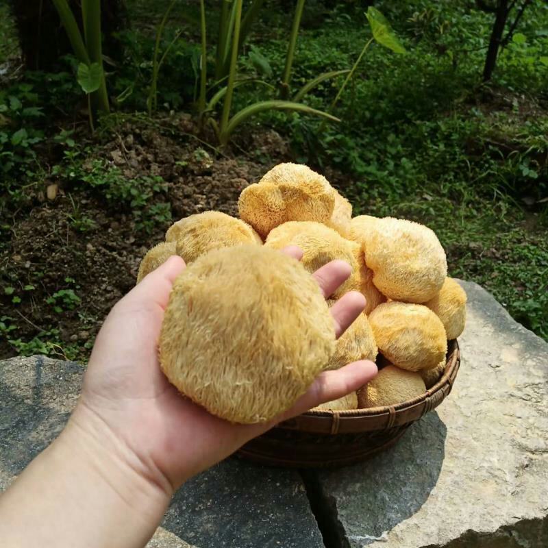 古田猴头菇养胃农家特产食用菌干货猴菇新鲜野生无硫猴头菌