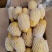 【精品土豆】山东肥城大棚荷兰十五土豆产地直购全国发货