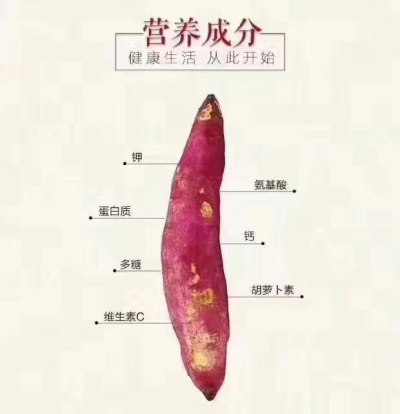 专业批发代办天目山小香薯大中小规格都有原产地