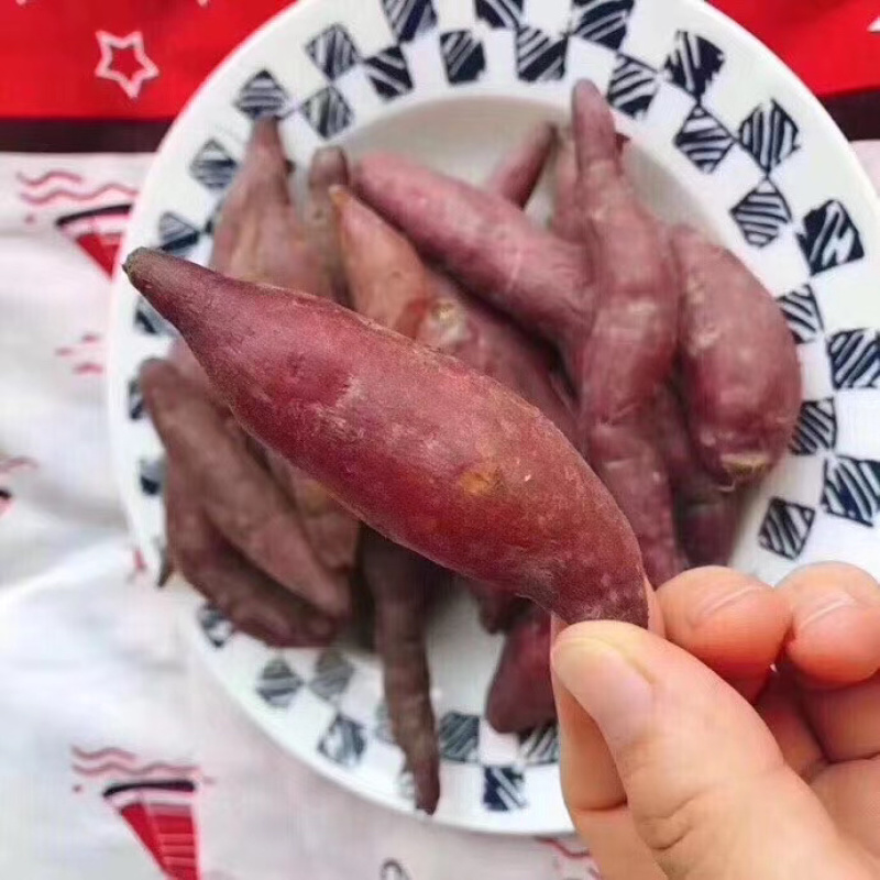 专业批发代办天目山小香薯大中小规格都有原产地