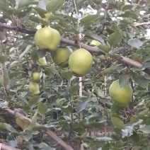 早酥梨
