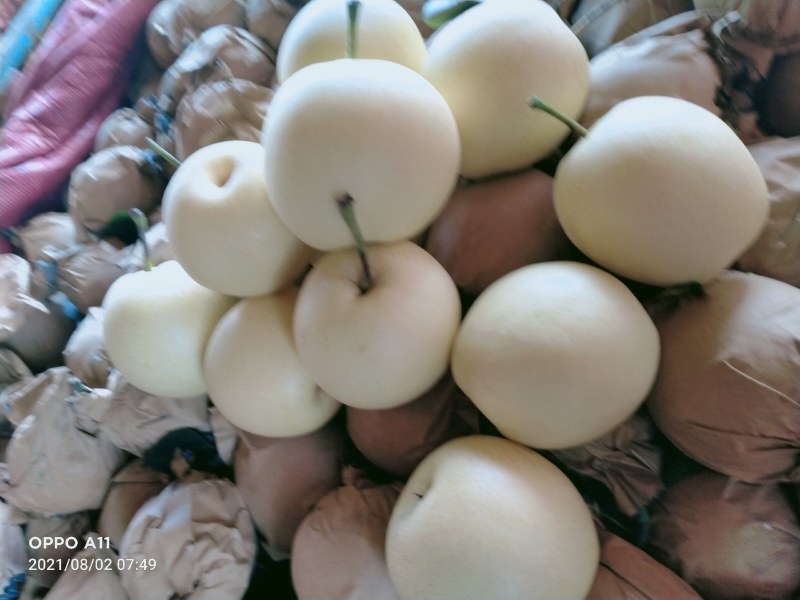 秋月梨，精品果，馆陶众康果品市场大量供应各种梨