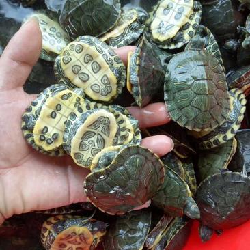 外塘养殖巴西龟，规格齐全，自家养殖场，大量出货中