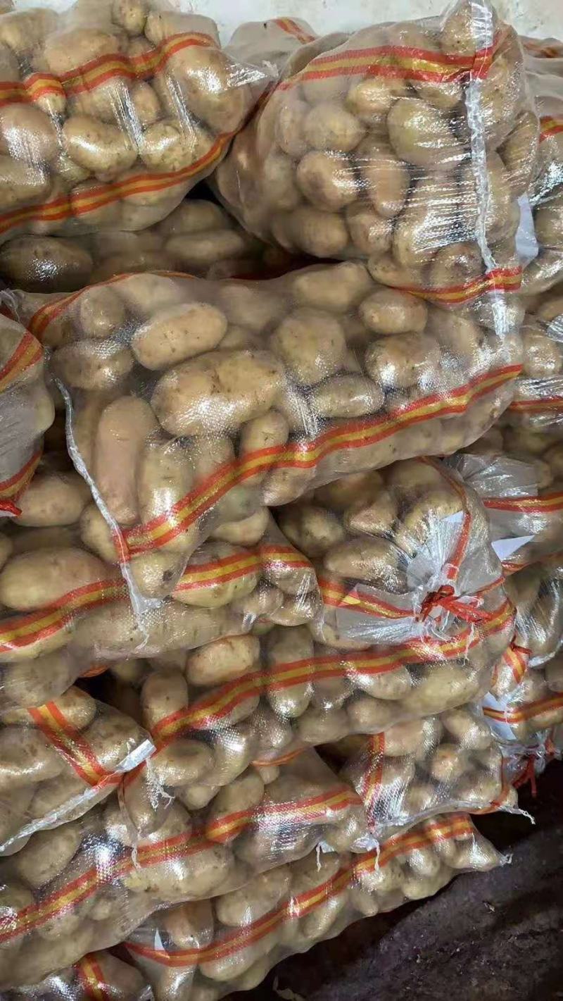 山东泰安精品荷兰十五土豆基地直供全年有货保质保量