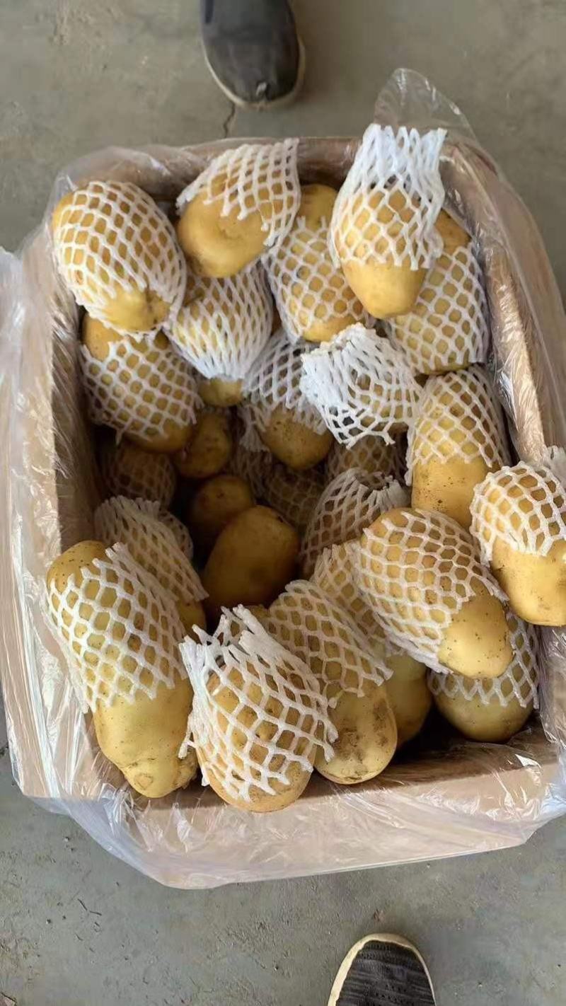 山东泰安精品荷兰十五土豆基地直供全年有货保质保量