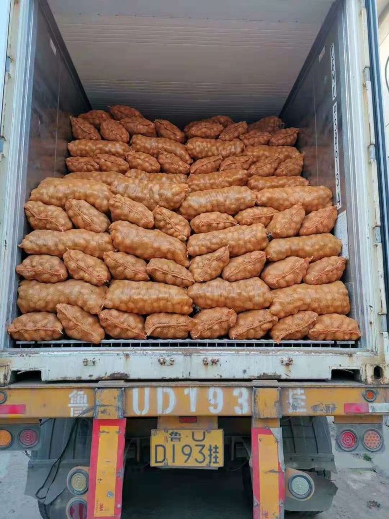 山东泰安精品荷兰十五土豆基地直供全年有货保质保量