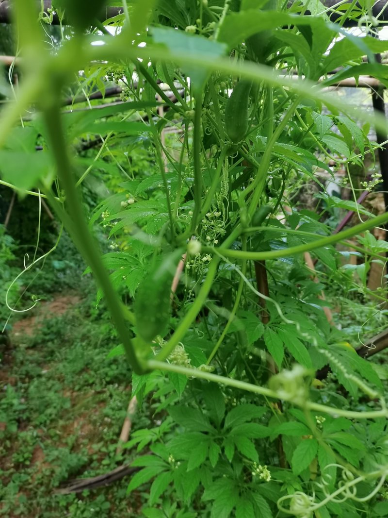 洋辣椒洋辣子小雀瓜小金瓜鹰嘴瓜小豆瓜类黄瓜南瓜西瓜辣椒