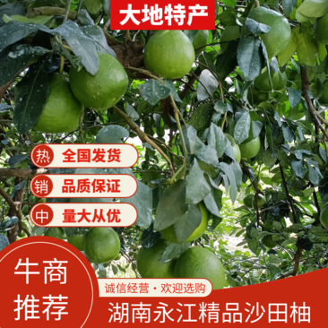 江永县沙田柚大量有货现摘现发有需要的老板可以到产地看货