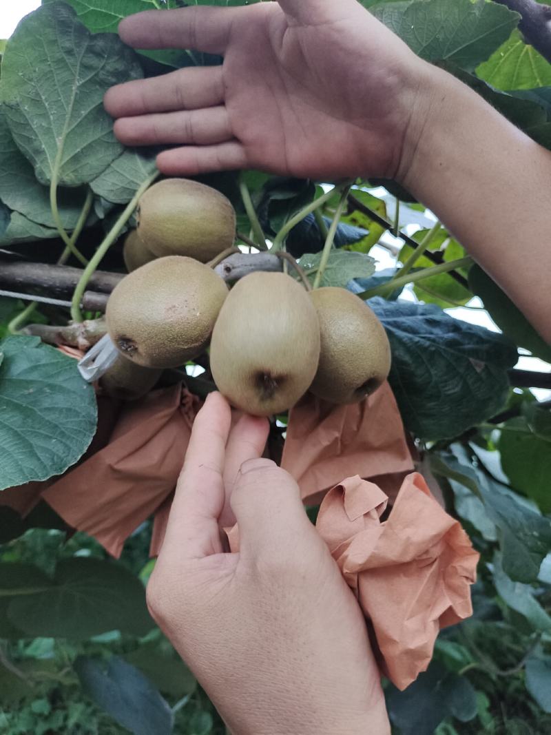 东红
