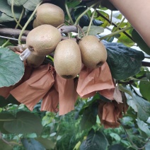 东红