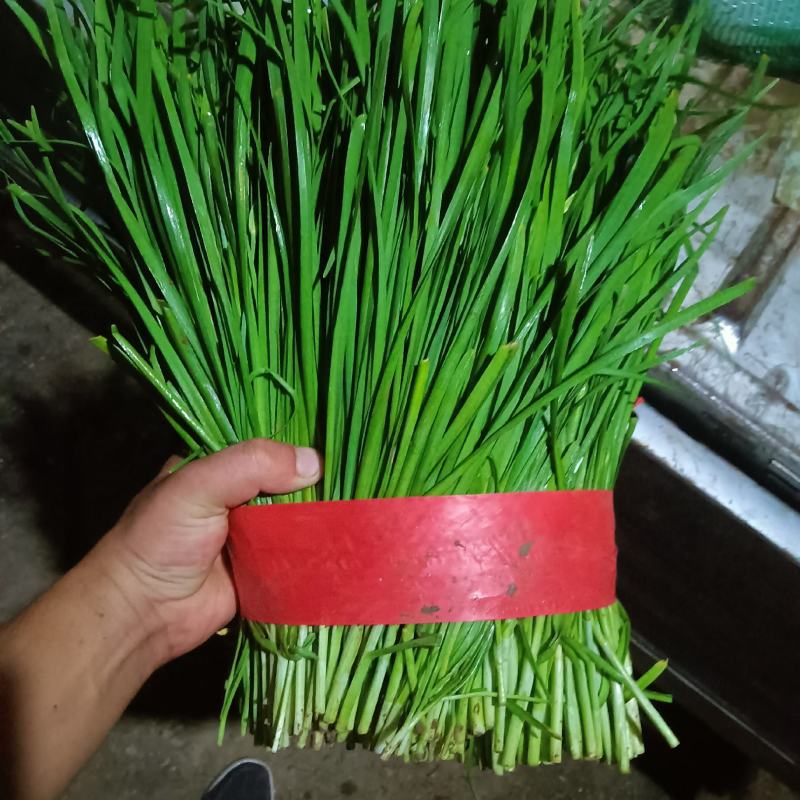 头道韭菜发货大量上市