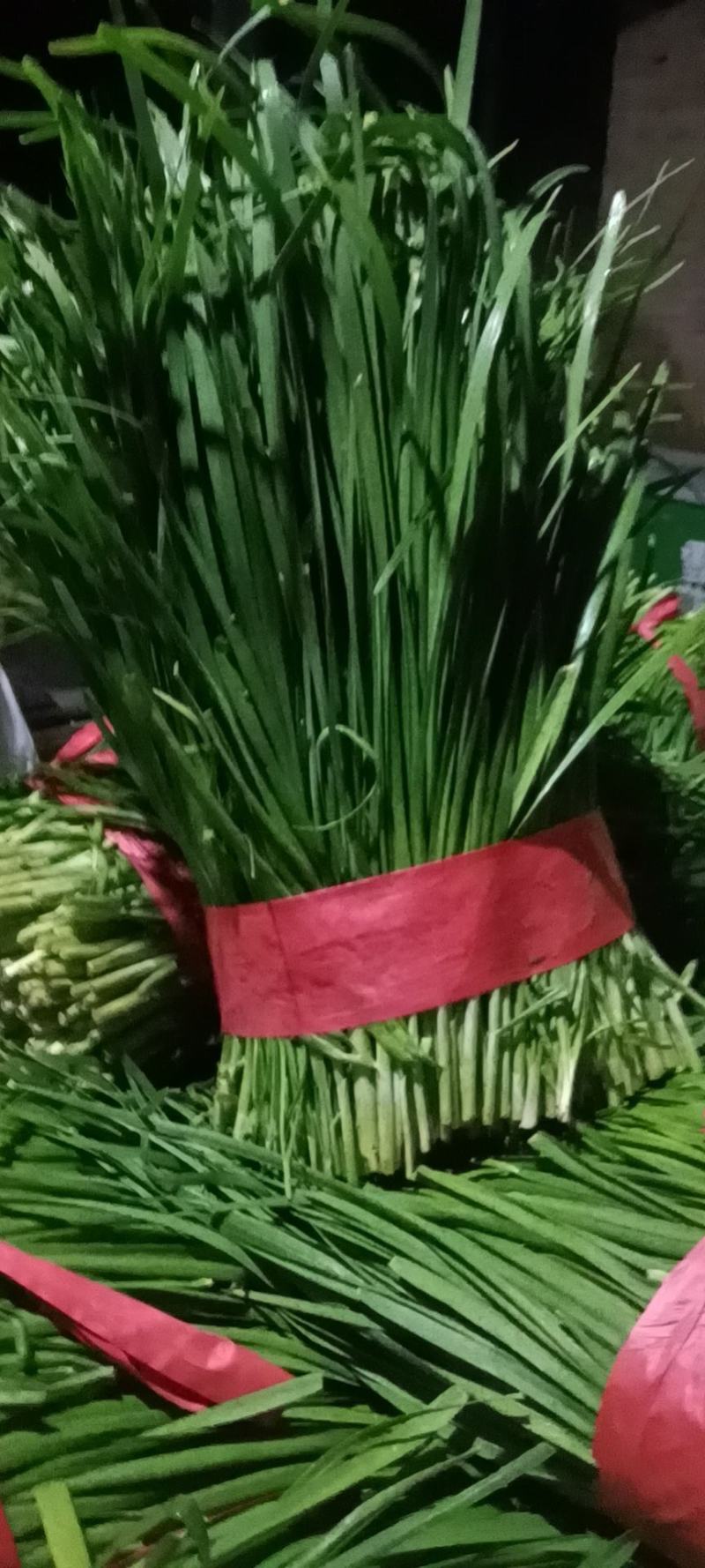 头道韭菜发货大量上市