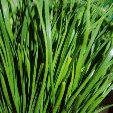 头道韭菜发货大量上市