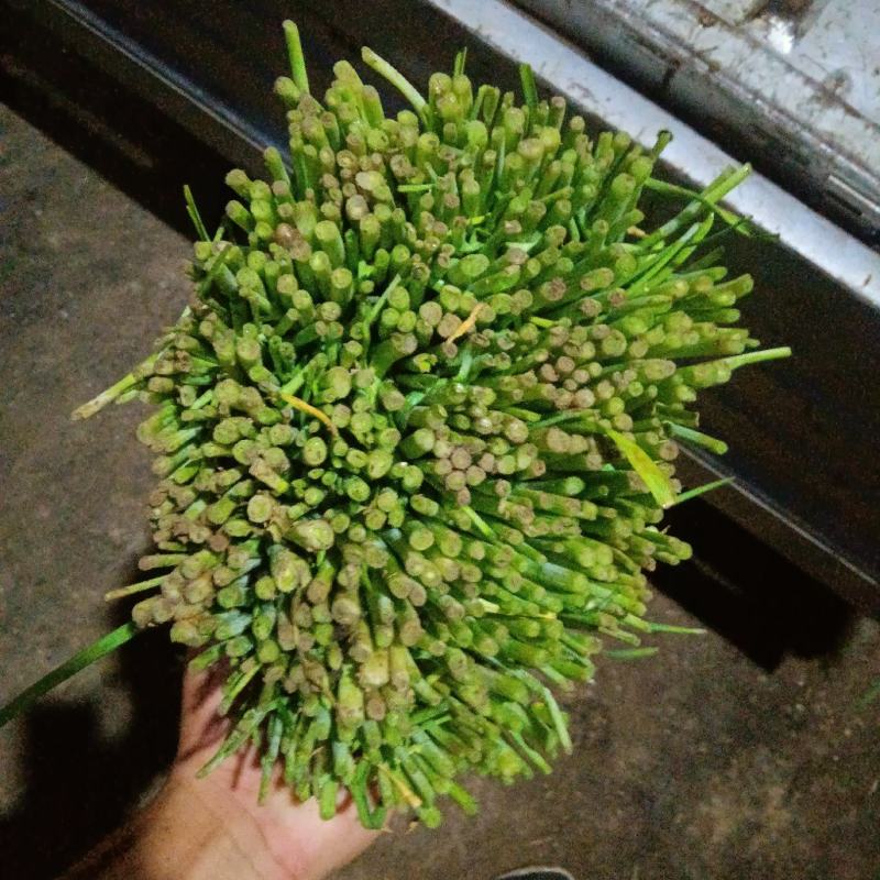 头道韭菜发货大量上市