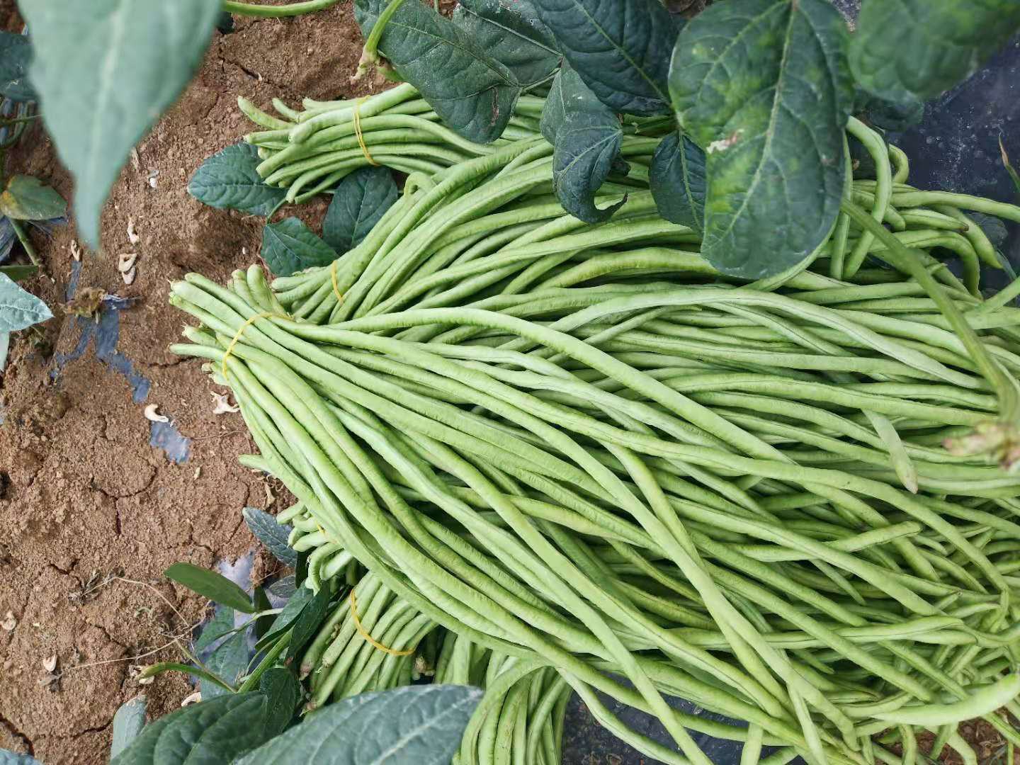 挑选新鲜豆角