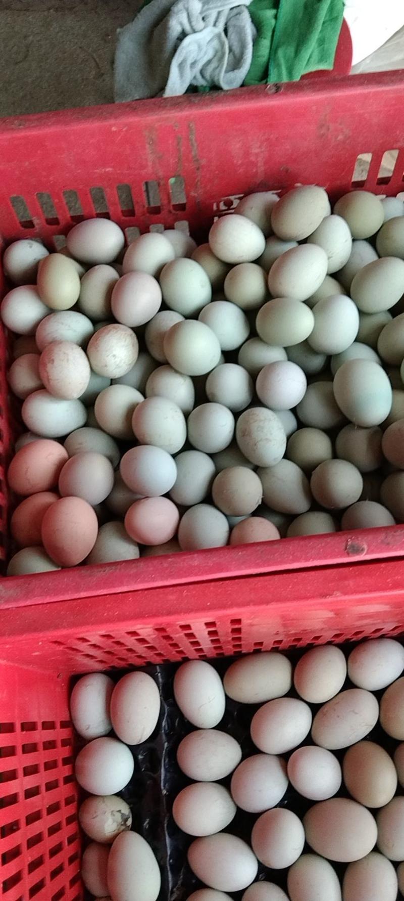 乌鸡蛋，23斤至36斤单色，双色，每天5oo件左右。