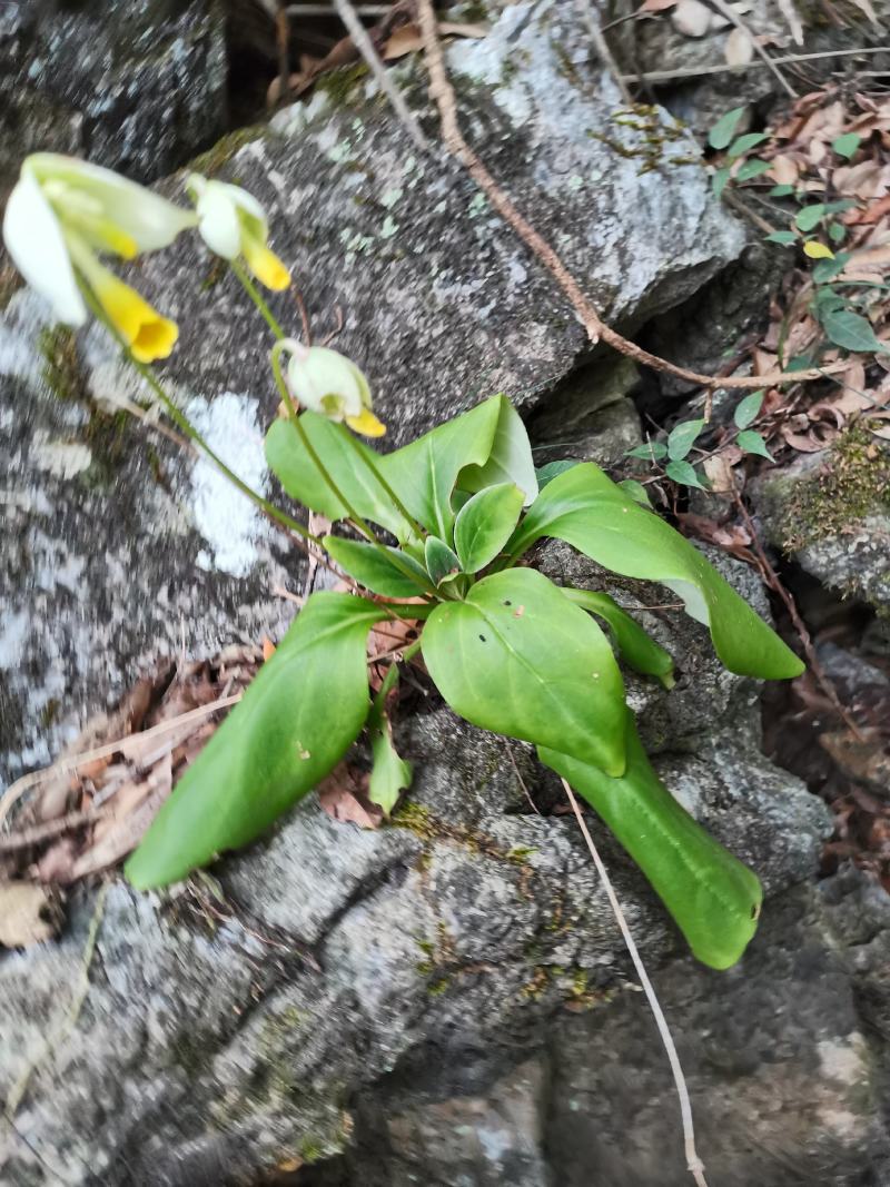 岩壁菜、石白菜、岩七、红岩七、雪头开花、亮叶子、岩白菜